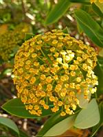 Buplevre - Bupleurum falcatum corsicum (en Corse) (03) (Photo F. Mrugala)